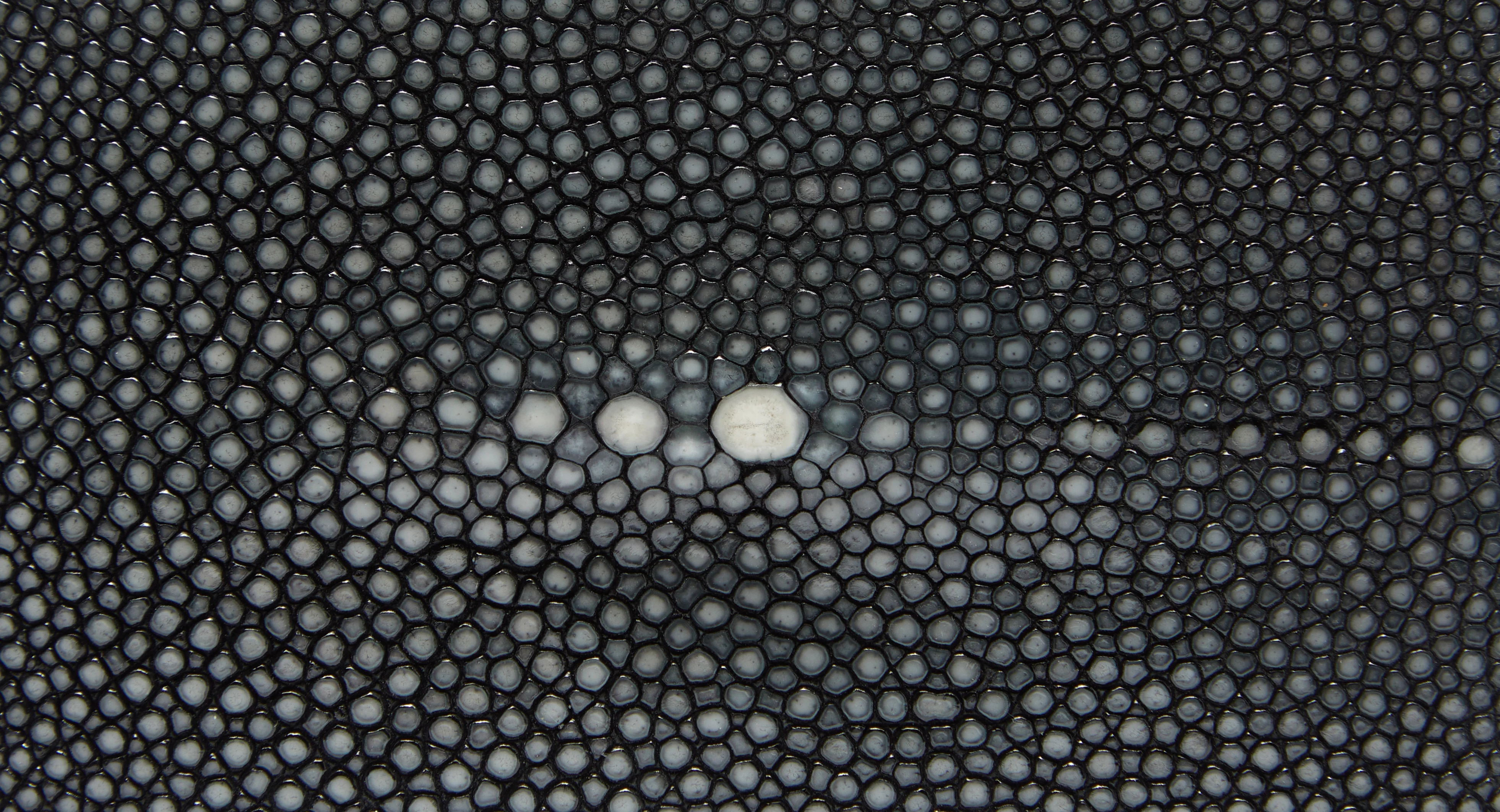 Benson Black - Image 6