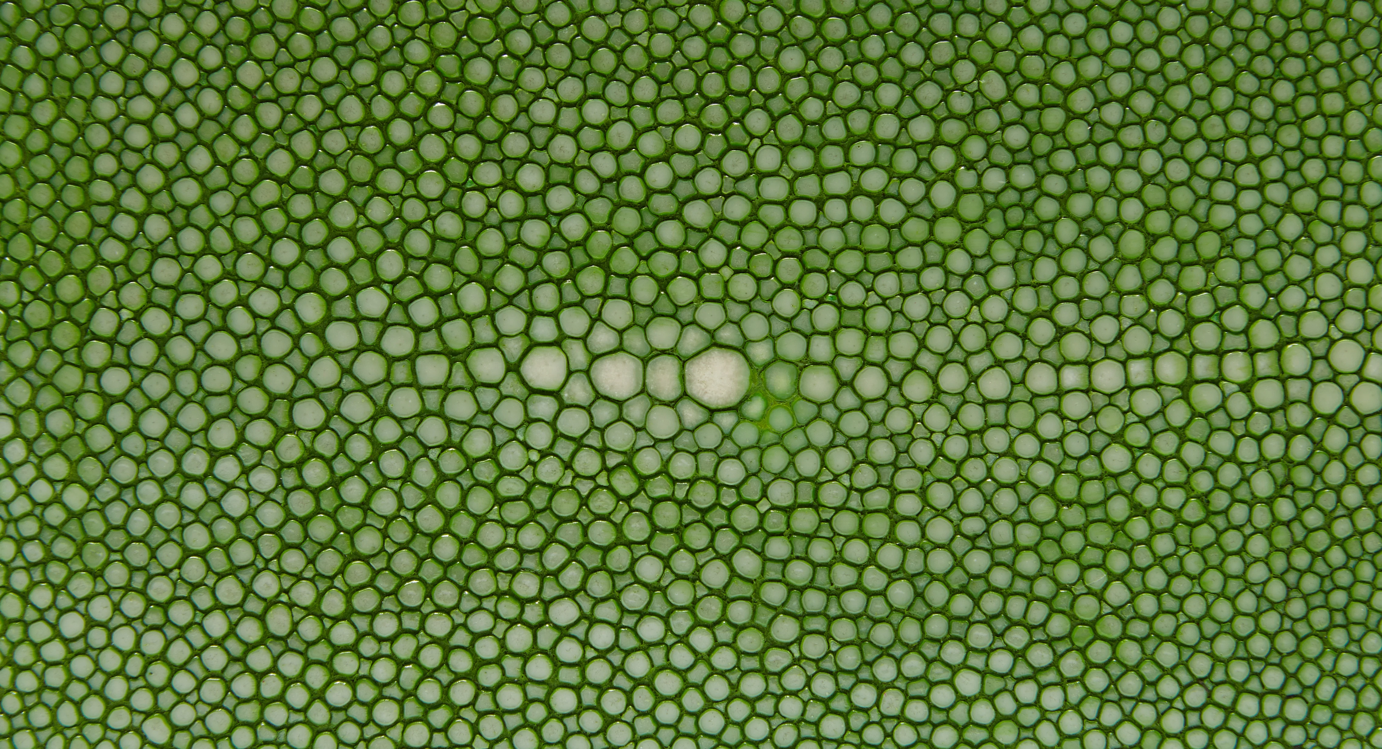 Benson Green - Image 7